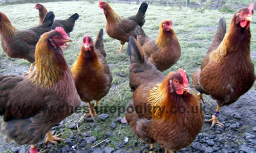 keeping chickens in your back garden