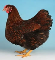 Chickens for sale