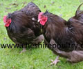 Click to open our Chocolate Orpington gallery