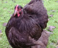 Click to open our Chocolate Orpington gallery