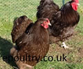 Click to open our Chocolate Orpington gallery
