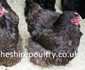 Click to open our Chocolate Orpington gallery