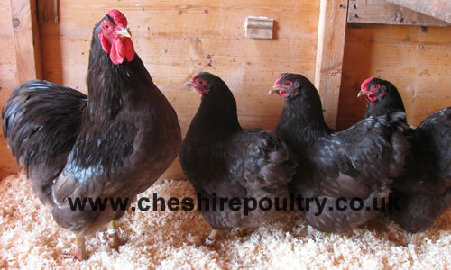 Click to open our Chocolate Wyandotte (Pure) gallery