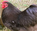 Click to open our Chocolate Wyandotte (Pure) gallery