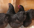Click to open our Chocolate Wyandotte (Pure) gallery