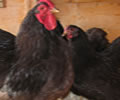 Click to open our Chocolate Wyandotte (Pure) gallery