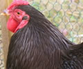 Click to open our Chocolate Wyandotte (Pure) gallery