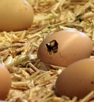 Chicken eggs for sale