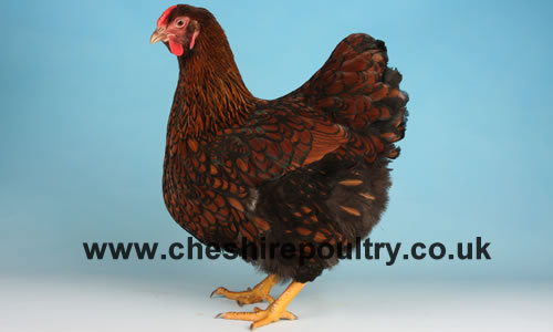 Click to open our Gold Laced Wyandotte gallery