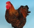 Click to open our Gold laced Wyandotte gallery