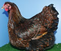 Click to open our Gold laced Wyandotte gallery