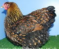 Click to open our Gold laced Wyandotte gallery
