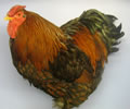 Click to open our Gold laced Wyandotte gallery