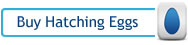 buy fertile hatching eggs