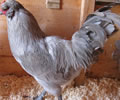 Click to open our Lavender Araucana gallery