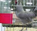 Click to open our Lavender Araucana gallery