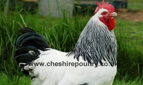 Click to open our Light Sussex Chickens gallery