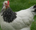 Click to open our Light Sussex Chickens gallery