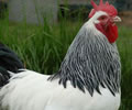 Click to open our Light Sussex Chickens gallery