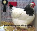 Click to open our Light Sussex Chickens gallery