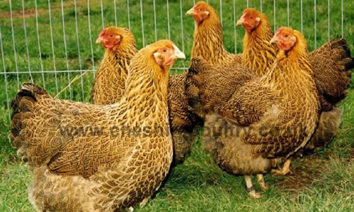Click to open our Partridge Wyandotte gallery