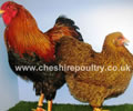Click to open our Partridge Wyandotte gallery