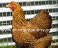 Click to open our Partridge Wyandotte gallery