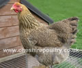 Click to open our Partridge Wyandotte gallery