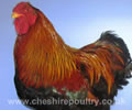 Click to open our Partridge Wyandotte gallery