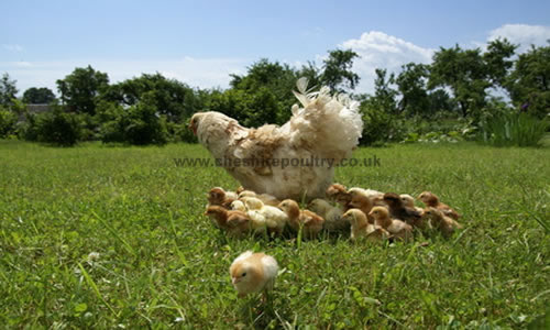 rearing chics from hatching eggs