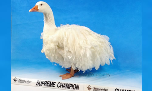 Click to open our Sebastopol Geese gallery