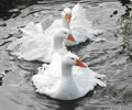 Click to open our Sebastopol Geese gallery