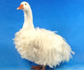 Click to open our Sebastopol Geese gallery
