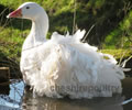 Click to open our Sebastopol Geese gallery