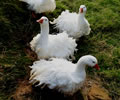 Click to open our Sebastopol Geese gallery