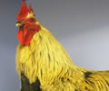 Click to open our Silver Black Marans gallery