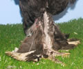 Click to open our Silver Black Marans gallery