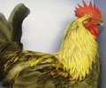 Click to open our Silver Blue Marans gallery