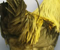 Click to open our  Silver Blue Marans gallery
