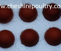 Click to open our Silver Blue Marans gallery