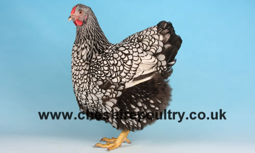Click to open our Silver Laced Wyandotte gallery