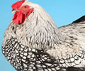 Click to open our Silver laced Wyandotte gallery
