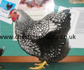 Click to open our Silver laced Wyandotte gallery