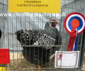 Click to open our Silver laced Wyandotte gallery
