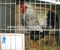 Click to open our Silver laced Wyandotte gallery