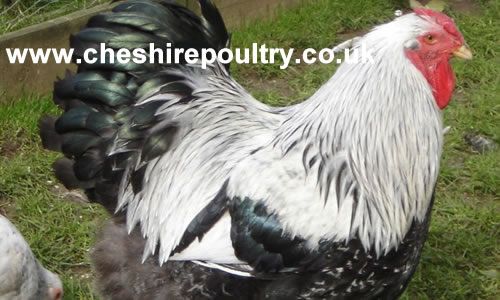 Click to open our Silver pencilled Wyandotte gallery
