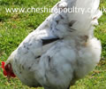 Click to open our Splash Copper Marans gallery