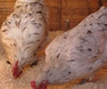 Click to open our Splash Copper Marans gallery