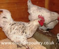 Click to open our Splash Copper Marans gallery