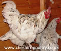 Click to open our Splash Copper Marans gallery